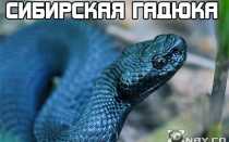 Какие змеи водятся в новосибирской области