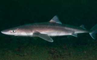 Черноморская акула катран фото