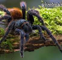 Пауки тарантулы в россии