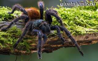 Пауки тарантулы в россии