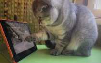 Видео для кошек на мониторе птички