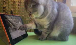 Видео для кошек на мониторе птички