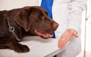 Глистогонные препараты для собак крупных