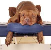 Обезболивающие таблетки для собак от суставов