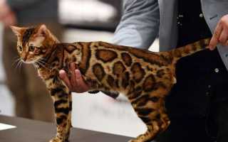 Порода кошек леопардового окраса как называется