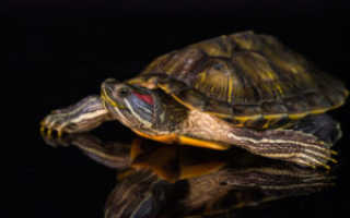 Как размножаются красноухие черепахи