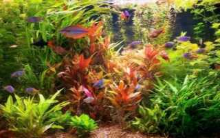 Совместимость аквариумных рыбок таблица с фото