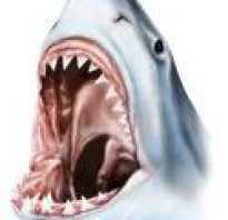 Сколько зубов у акулы тигровой