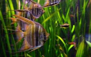 Красивые аквариумные рыбки фото и названия