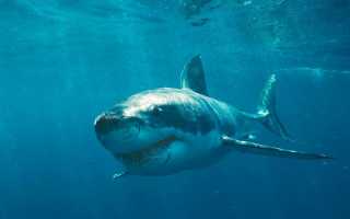 Особенности акулы кратко