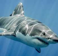 Самая большая акула из ныне существующих
