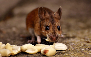 Ласка ест мышей