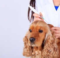 Когда делать прививку собаке после глистования