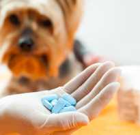 Обезболивающие препараты для собак при болях