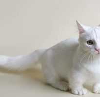 Порода белого кота