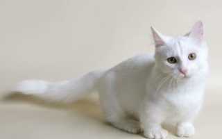 Породы кошек белого окраса
