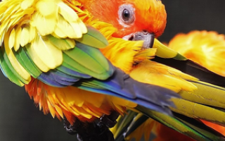 Как лечить пероеда у попугаев