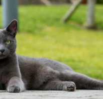 Как называется порода серого кота