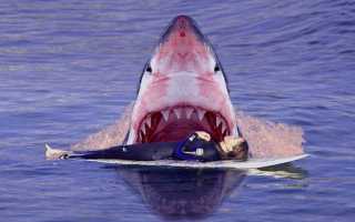 Белая акула ест человека