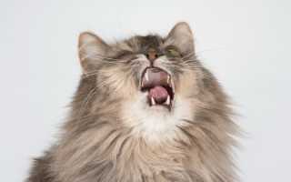 Что делать если кот часто чихает