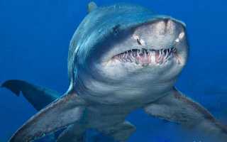 Тупорылая акула почему так назвали