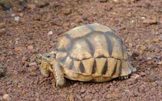 Мадагаскарская черепаха фото