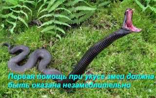 Первая помощь при укусе змеи