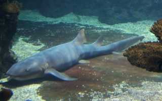 Фото акулы няньки