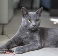 Породы кошек серого окраса фото