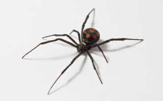Фото паука каракурта черная вдова
