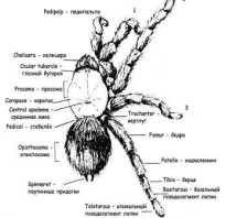 Внутренние органы паука