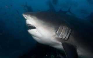 Фото тупорылой акулы