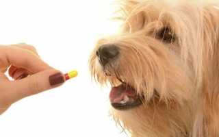 Прививка собаке после глистогонки через сколько