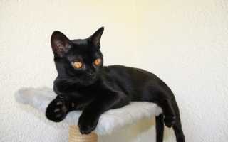 Породы кошек черного окраса
