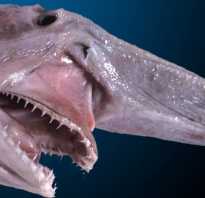 Акула гоблин фото википедия