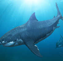 Самый большая акула