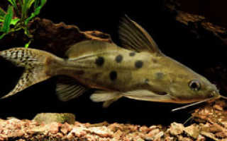 Синодонтис рыбка фото