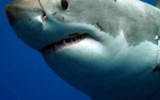 Рассказ о белой акуле