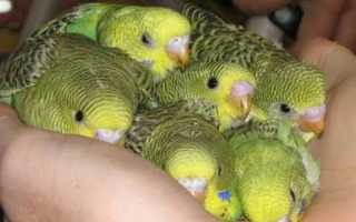 Как ухаживать за птенцами попугаев