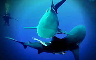 Сколько акулят рожает бычья акула