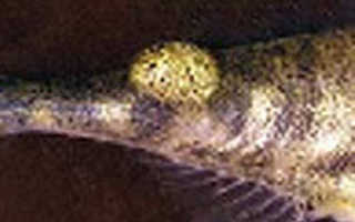 Ихтиоспоридиоз аквариумных рыб