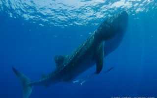 Китовая акула фото