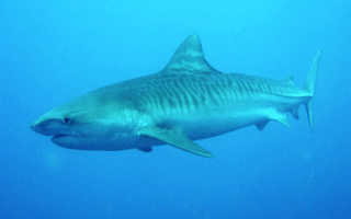Тигровая акула фотографии