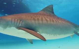 Сколько метров тигровая акула