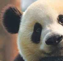 Панда исчезающий вид