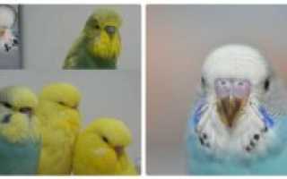 Волнистый попугай отличие самца от самки