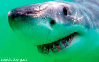 Большая белая акула кархародон