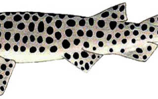 Леопардовая акула фото