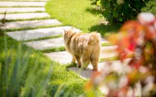 Камчатский бобтейл кошка фото