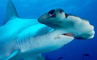 Большая акула молот
